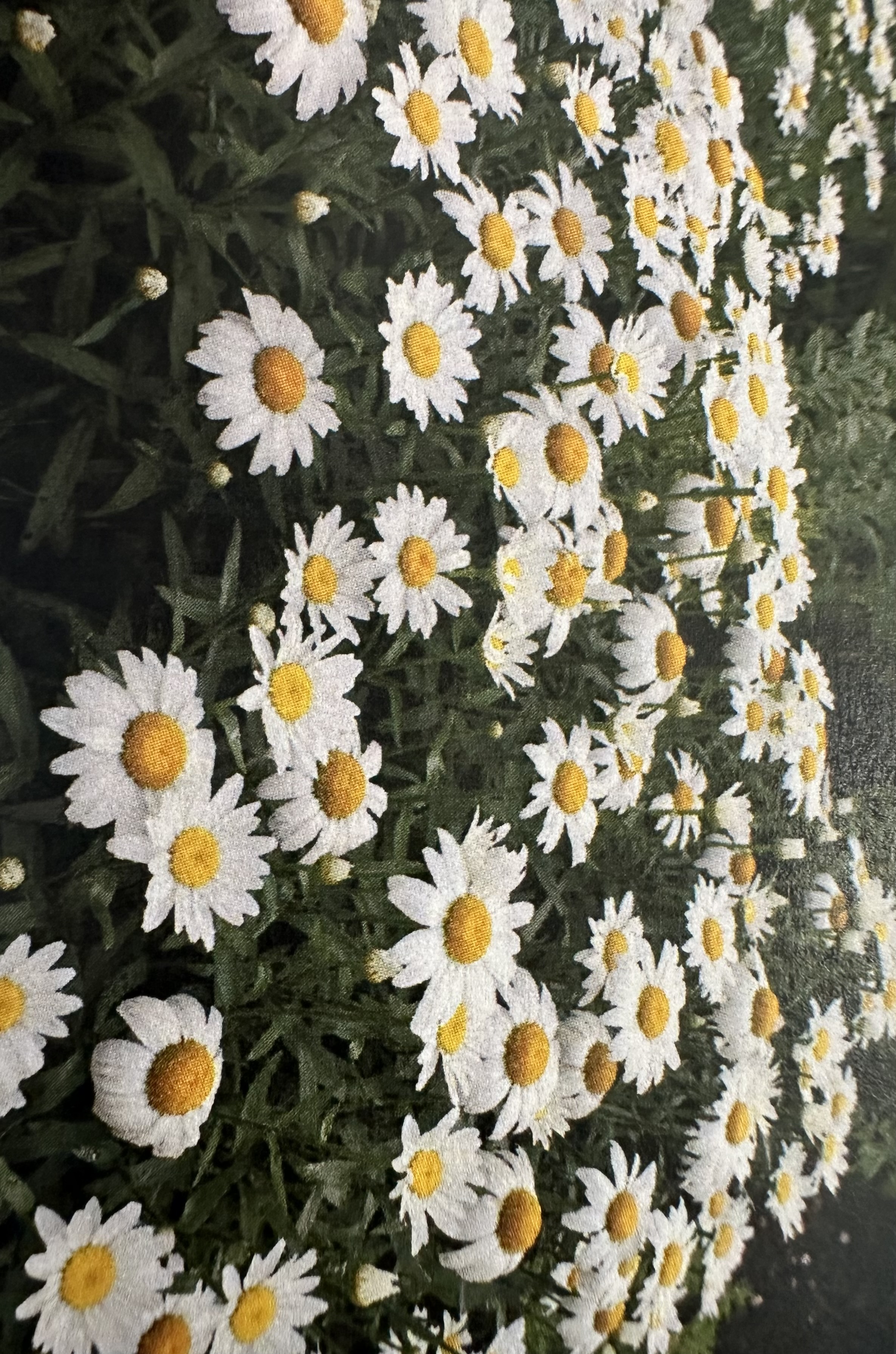 <p>Leucanthemum x superbum</p>