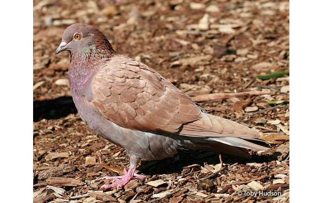 <p>Rock Dove</p><p>Alternate morph pictured here</p>