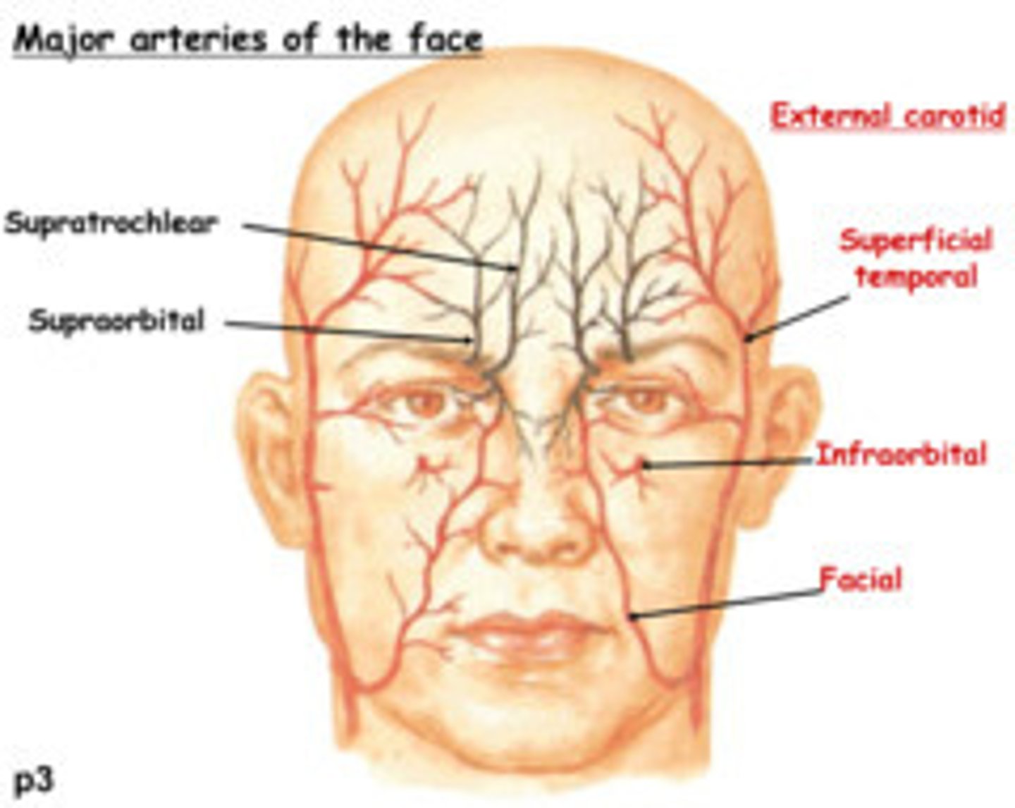 <p>Facial nerve - passes through the supraorbital foramen (or notch) upward to the forehead. It carries sensations from the skin of the forehead, anterior scalp and frontal sinus.</p>