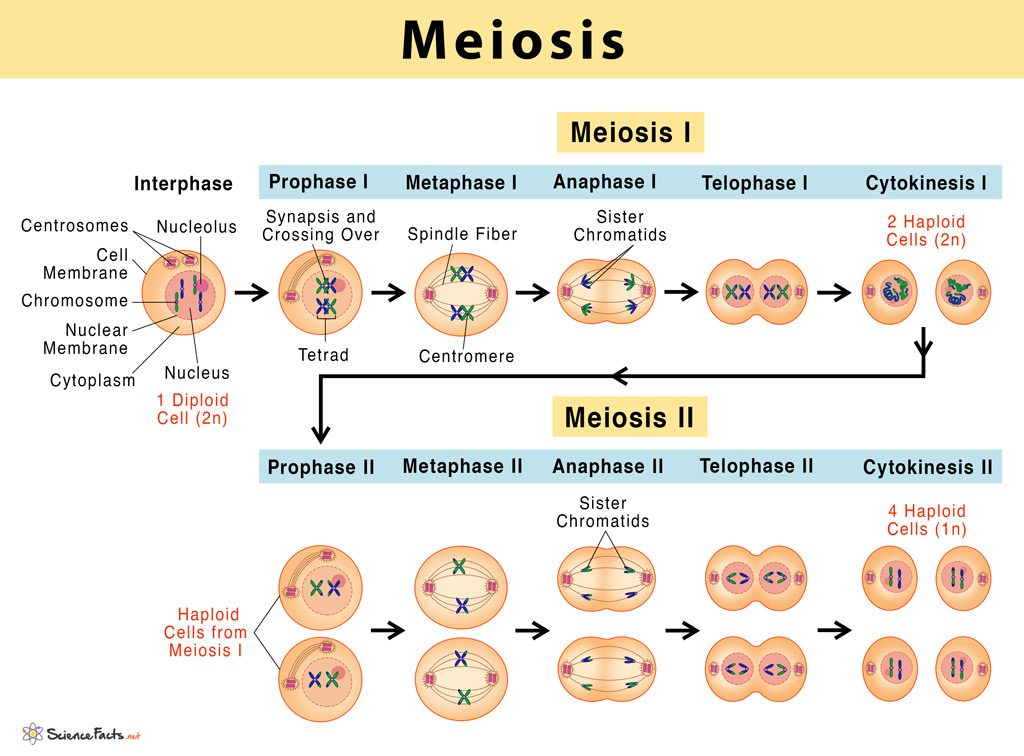 <ul><li><p>the process of cell division that results in the production of four <strong>haploid </strong>daughter cells from a <strong>diploid </strong>parent cell</p></li><li><p>responsible for the production of gametes</p></li><li><p>prior to meiosis, the chromosomes in a cell are copied during <strong>interphase</strong></p></li><li><p>meiosis I</p><ol><li><p>prophase I - the <strong>chromosomes </strong>condense into X-shaped structures, <strong>homologous </strong>chromosomes exchange DNA (crossing over), the nuclear membrane dissolves</p></li><li><p>metaphase I - the chromosome pairs line up along the center of the cell, the spindle fibers attach</p></li><li><p>anaphase I - the pair of chromosomes are pulled apart by the meiotic spindle, the chromosomes remain together</p></li><li><p>telophase I - the chromosomes migrate to the spindle poles, nuclear membranes are reformed, daughter cells are seperated</p></li></ol></li><li><p>meiosis II</p><ol><li><p>prophase II - the nuclear envelope disintegrates, the chromatids thicken and shorten</p></li><li><p>metaphase II - the chromosomes are aligned in the center of the cell</p></li><li><p>anaphase II - the sister chromatids separate and move towards the poles of the cell</p></li><li><p>telophase II - four haploid cells are produced, nuclear membranes are fully developed, the cells are completely seperated</p></li></ol></li></ul><p></p>