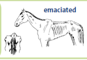 <p>features of a horse with a body condition score of 0</p>