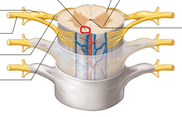<p>Outer layer of the spinal cord containing myelinated axons, responsible for transmitting information up and down the spinal cord.</p>