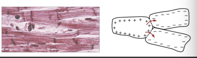 <p><span style="font-family: "Wingdings 2";"><span>¤</span></span><span style="font-family: "Century Gothic";"><span>Only one fiber type (similar to type I)</span></span></p><ul><li><p><span><span>High capillary density</span></span></p></li><li><p><span><span>High number of mitochondria</span></span></p></li><li><p><span><span>Striated</span></span></p></li></ul><p></p><p></p><p><span style="font-family: "Wingdings 2";"><span>¤</span></span><span style="font-family: "Century Gothic";"><span>Cardiac muscle fibers connected by intercalated discs</span></span></p><ul><li><p><span><span>Desmosomes: hold cells together</span></span></p></li><li><p><span><span>Gap junctions: rapidly conduct action potentials</span></span></p></li></ul><p></p>