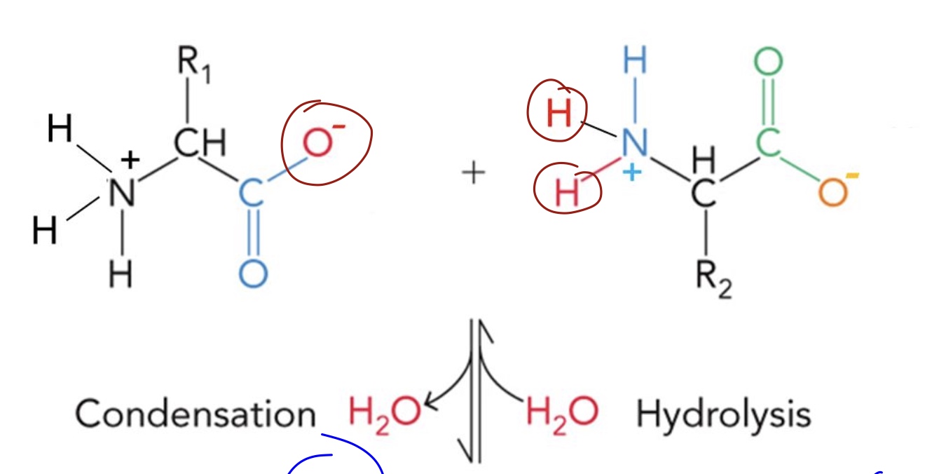 <p>Draw the resulting peptide bond</p>