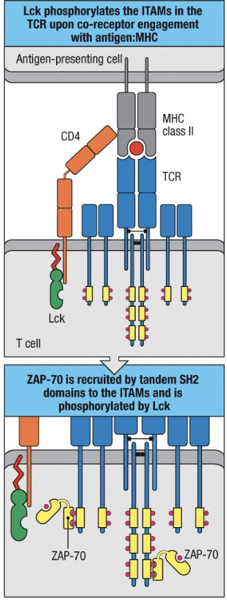 1. Lck attached to co-receptor
2. co-receptor associates with MHC and Lck is now close to ITAMs 
3. Lck phosphorylates ITAM of TCR complex
4. ZAP-70 binds to phosphorylated ITAMs
5. Lck phosphorylates ZAP-70