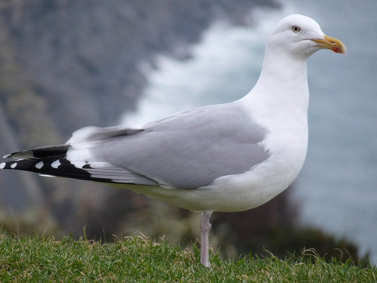 <p>Charadriiformes</p><p>Laridae</p>