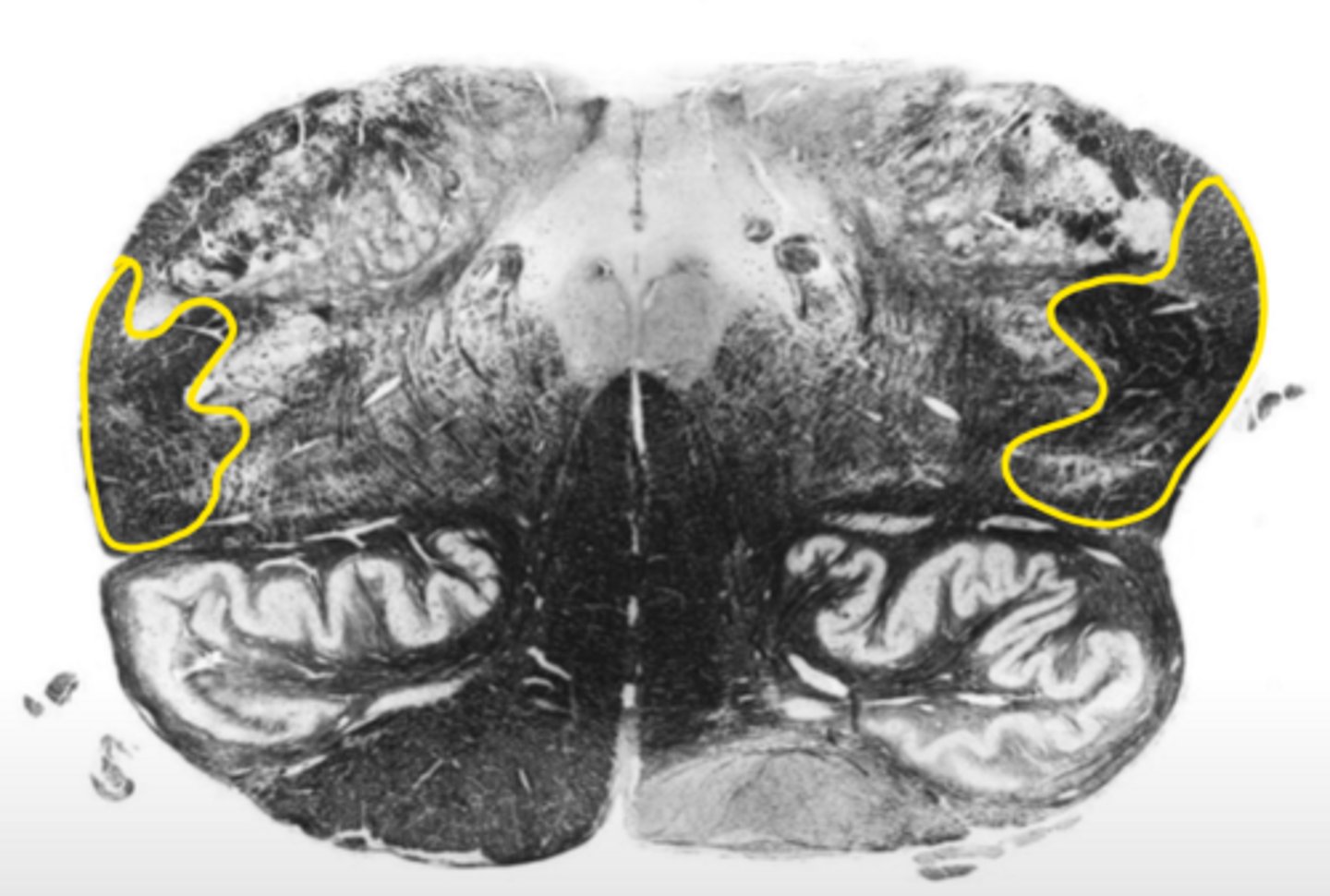 <p>ID the structure</p>