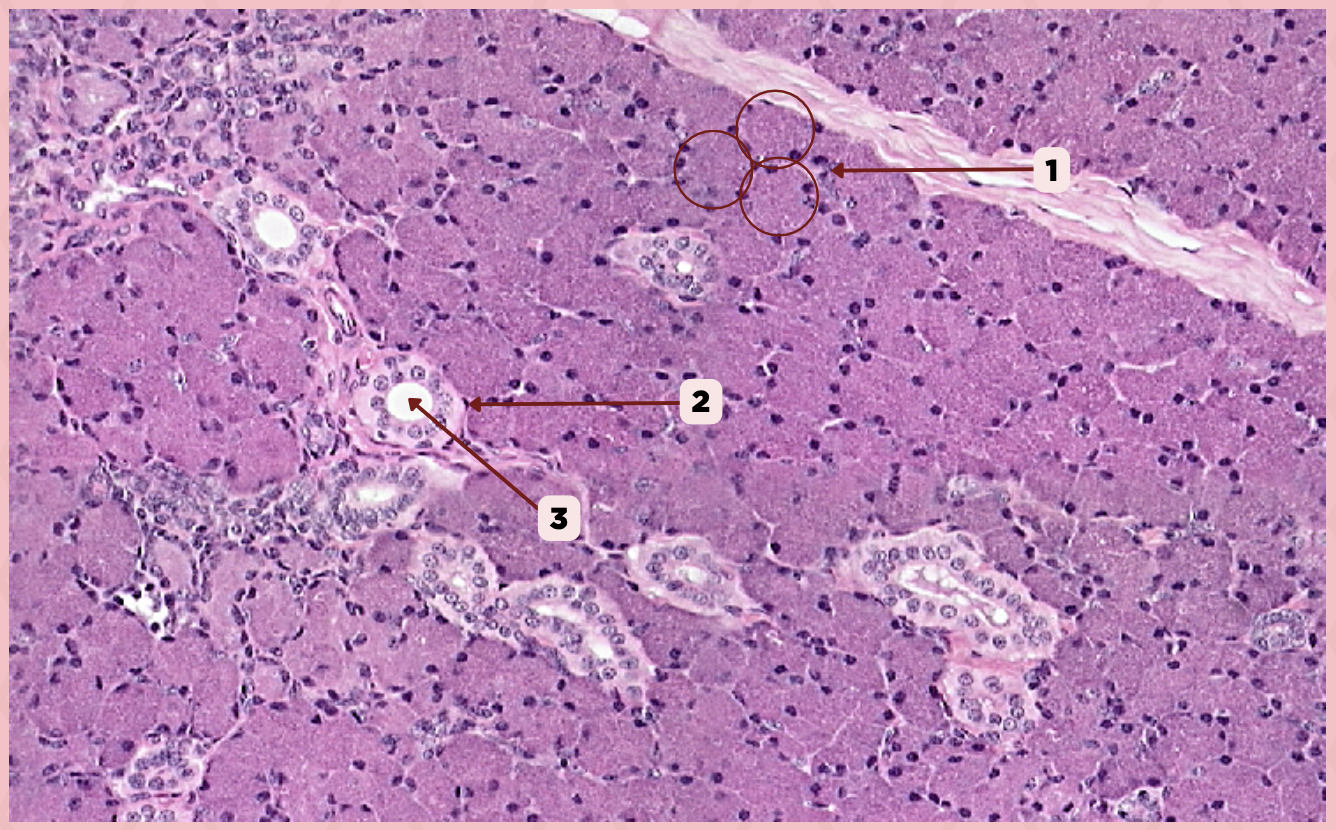 <p>Identify the specimen.</p>