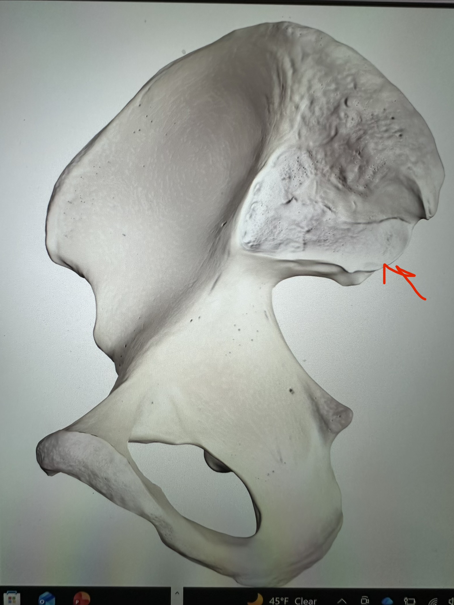 <p>os coxae, sharp projection near auricular surface</p>