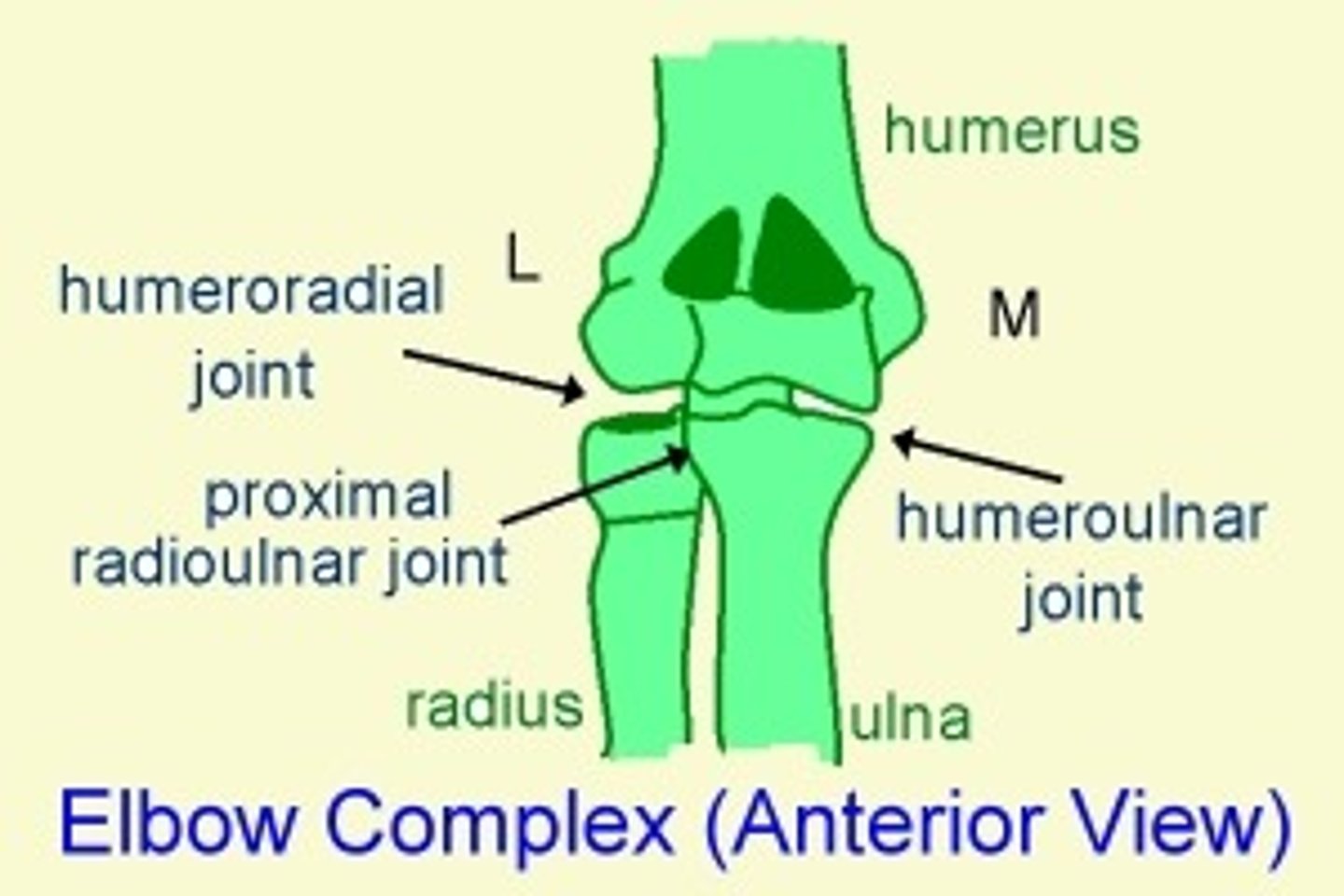 <p>The extension of the elbow is limited by the olecranon morphology, which fits into the olecranon fossa of the humerus, preventing larger extension.</p>