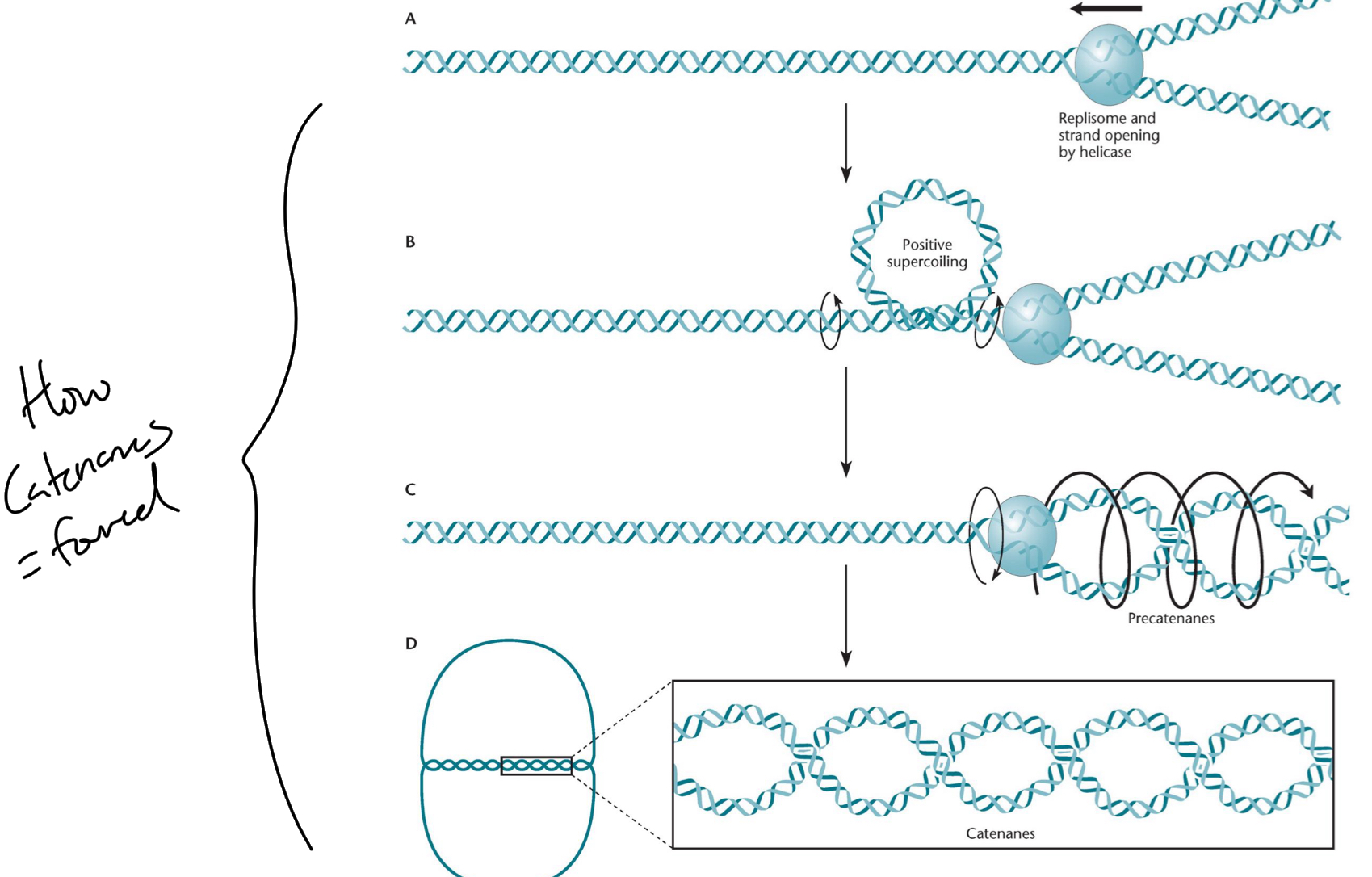 <p>Positive supercoiling ahead of the fork</p>