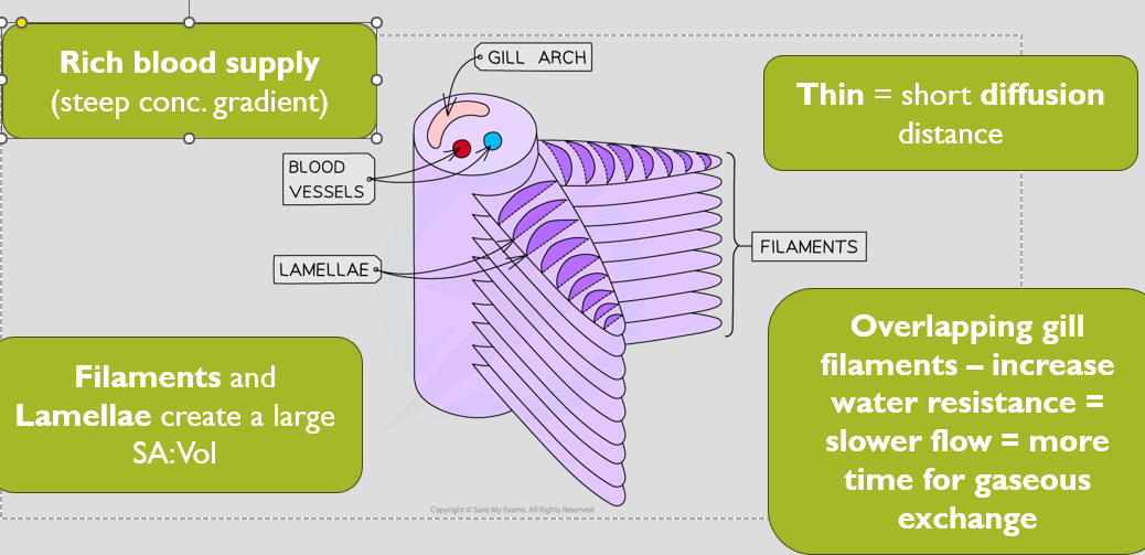 <p>-Series of gill arch’s on each side of head, contained in gill cavity and covered by protective operculum</p><p>-Each gill arch attached to two stacks of filaments</p><p>-Lamellae on surface of filament and rows of the, which consists of flattened cells which cover vast network of capillaries. So, rich blood supply steep conc. gradient for efficient gas exchange. Lamellae also have secondary lamellae which increase surface area.</p>