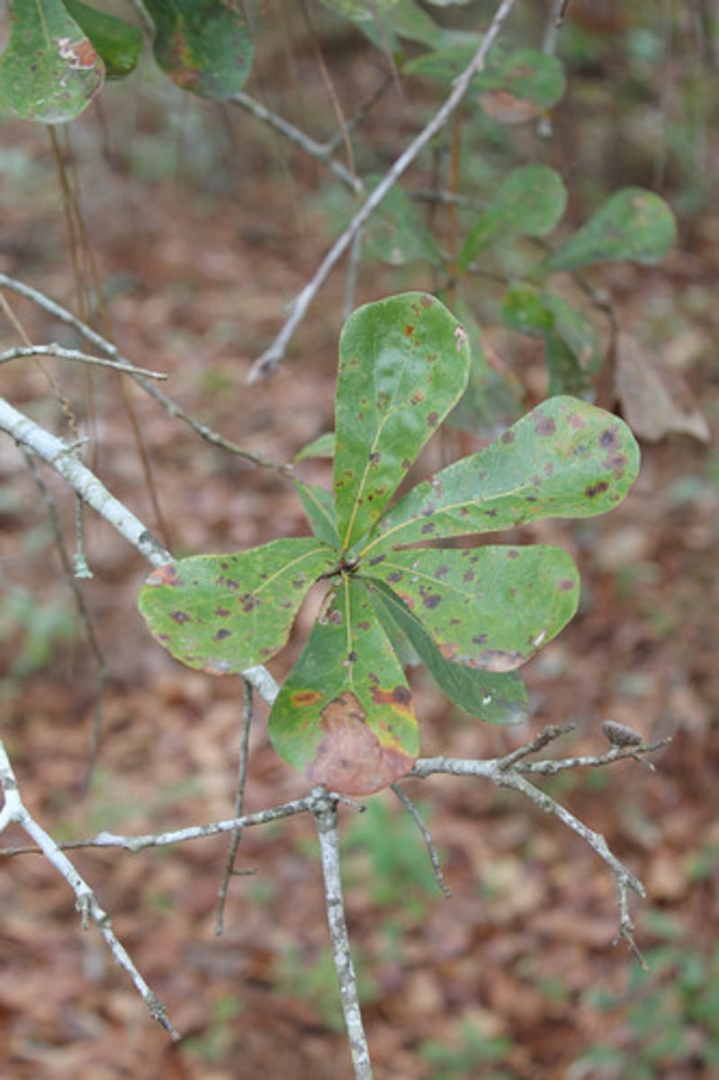 <p>what is the name of the plant pictured here?</p>