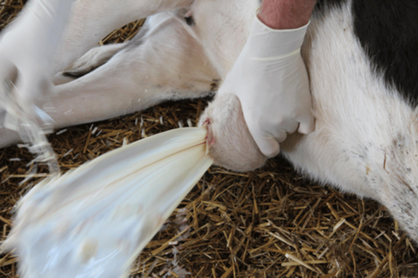 <p>Can usually diagnose from what you can see</p><p>- E.g. if discharging pus filled abscess there is an infection</p><p>Will also have possible signs of local or systemic infection</p><p>Ultrasound is also useful to identify what structures are involved</p>