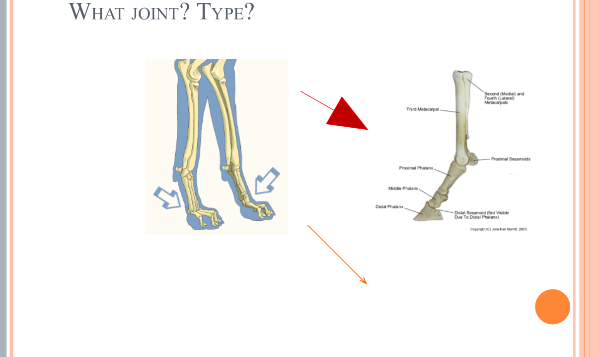 <p>What Type of Joint?</p>