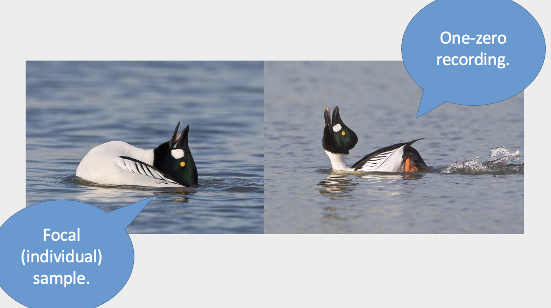 <ul><li><p>rare behaviour of throwing their backs in the air and belching </p></li><li><p>every 2 mins watching ducks and looking at how long they spend swimming and not swimming </p><ul><li><p>every 2 mins ask have i seen this display, yes or no (coded 0 or 1) </p></li></ul></li></ul><p></p>