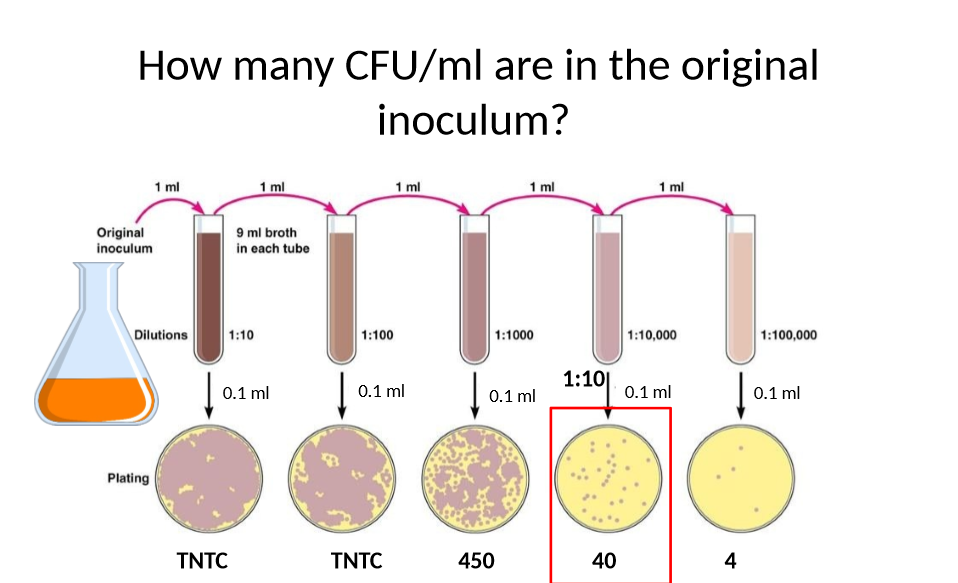 <p>How do you get how many CFU/ml are in original inoculum</p>