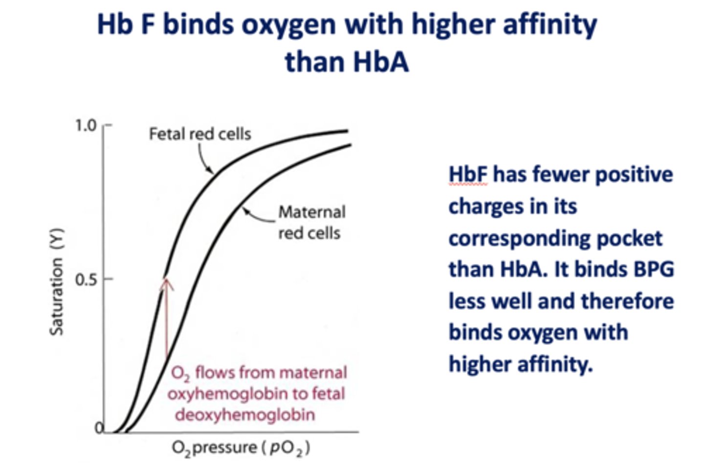 <p>HbF</p>