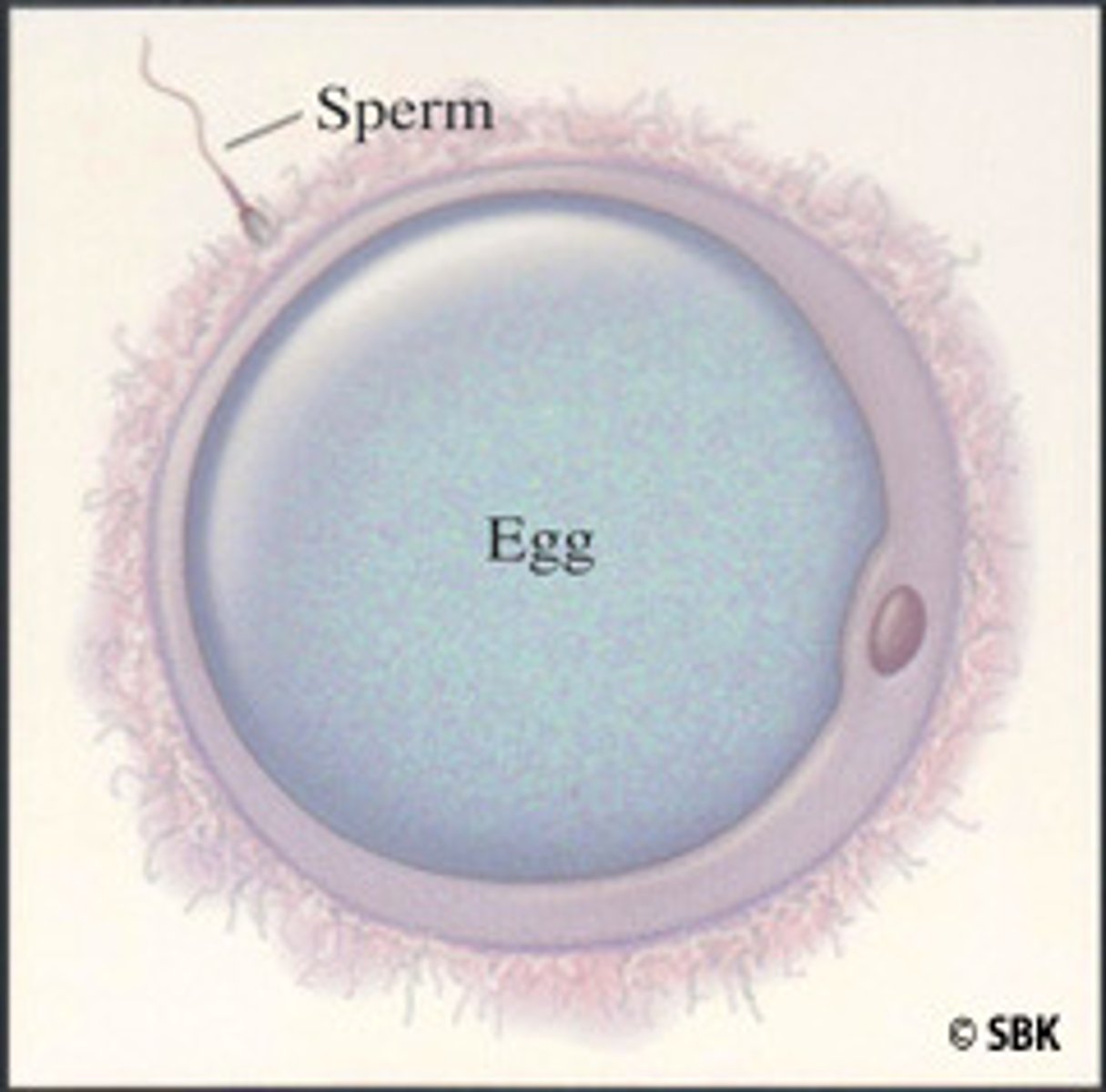 <p>Sperm &amp; egg cells carrying half the chromosome number</p>