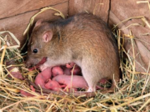 <p>Rat maternal care behaviour</p>