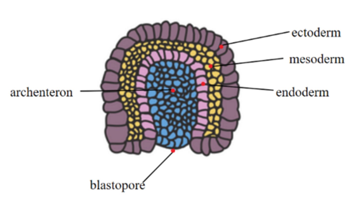 <p>mesoderm</p>