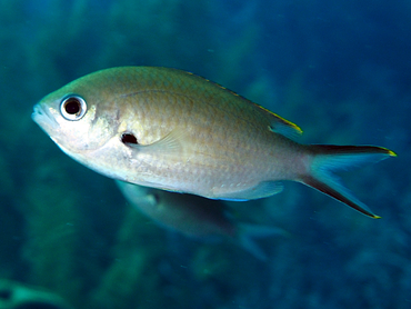 <p>Olive brown dorsally that fades to white, dark spot on pectoral fin base, white spot under rear dorsal base, outer margins of dorsal and caudal fin tips yellow</p>