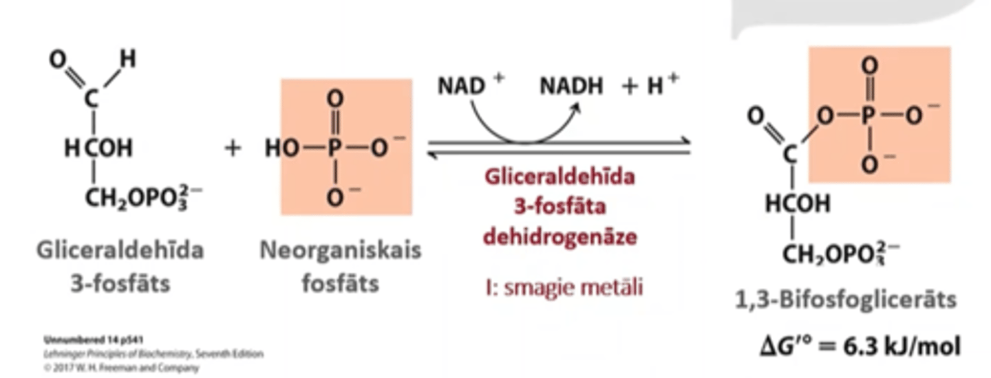 <p>gliceraldehīda 3-fosfāta (GA3F) oksidācija</p><p>tam pievieno neorganisko fosfātu, rodas 1,3-bifosfoglicerīns</p><p>enzīms: gliceraldehīda 3-fosfāta dehidrogenāze</p><p>NAD paņem no izejvielām 2 H</p>
