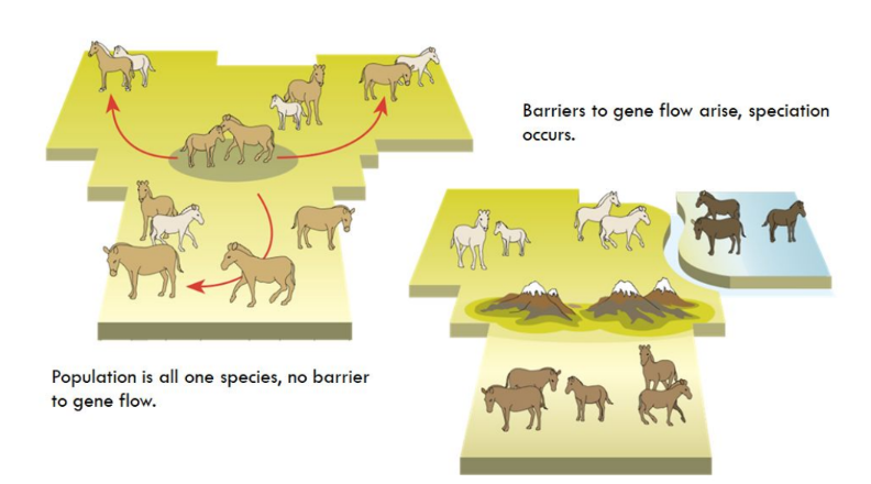 <p>Occurs when a physical barrier divides a population.</p>