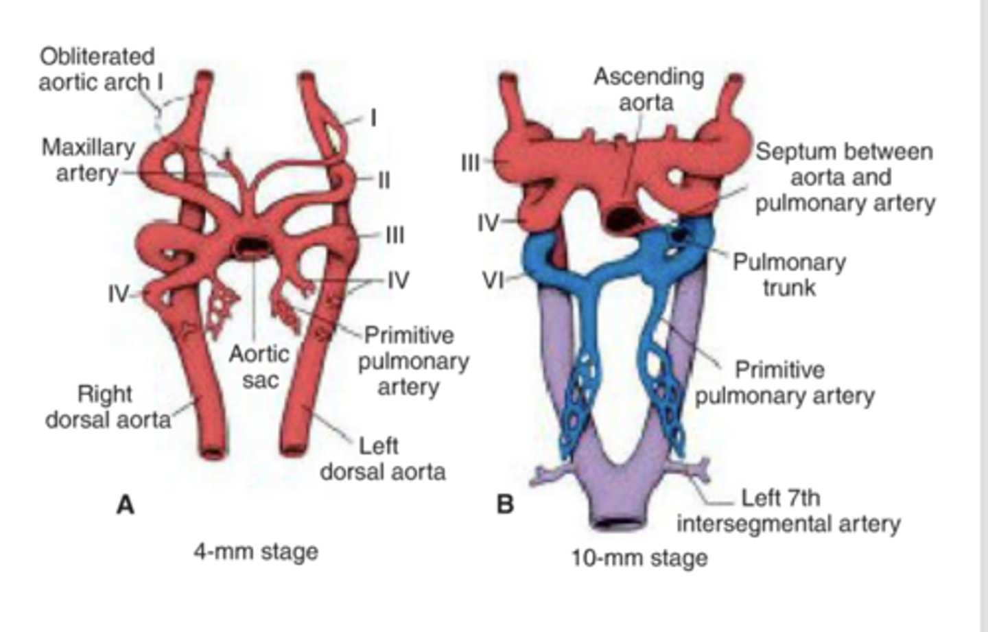 <p>Maxillary artery.</p>
