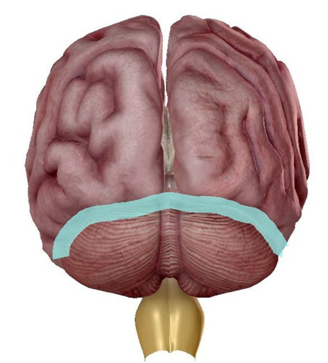<p>separates cerebrum and cerebellum</p>