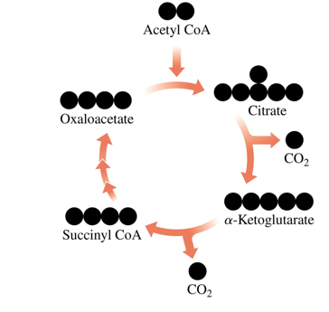 <p><span>oxidize acetyl CoA from pyruvate or fatty acids, producing CO<sub>2</sub> and the high-energy compounds FADH<sub>2</sub>, NADH, and GTP</span></p>