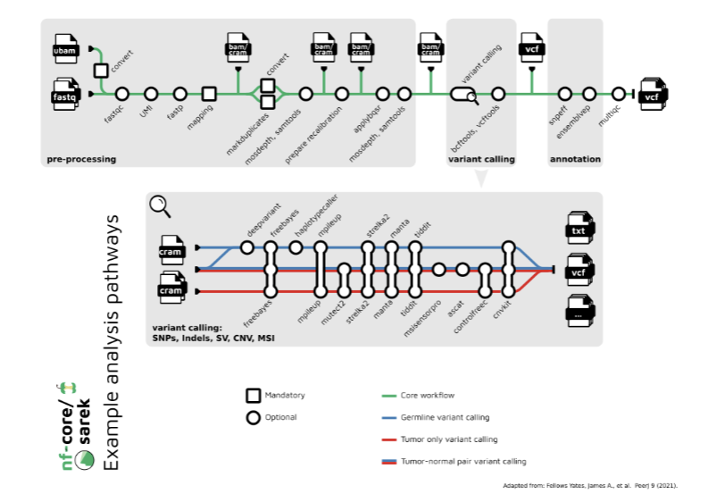 <ul><li><p>input raw sequencing files (FASTQ) or pre-aligned BAM files and reference genome</p></li><li><p>Align reads to the reference genome</p></li><li><p>Sort BAM files and mark duplicates</p></li><li><p>Call variants: identifying positions in a genome where a sample’s DNA sequence differs from the reference genome</p></li><li><p>Variant Filtering: Remove low-confidence variants</p></li><li><p>Annotation: translates raw genetic differences into biologically and clinically interpretable information.</p></li></ul><p></p>
