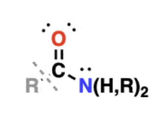 <ul><li><p>contain a carbonyl carbon attached to an amino group </p></li><li><p>amino acids linked together through formation of an amide are known as peptides </p></li><li><p>amides containing N-H bonds can participate in hydrogen bonding</p></li></ul><p></p>