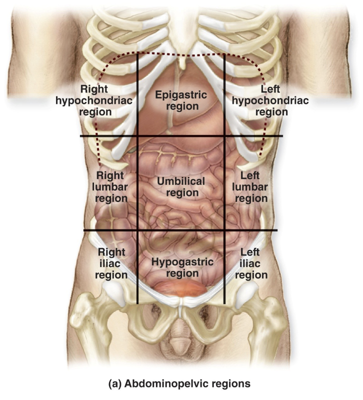 <p>Umbilical region</p>