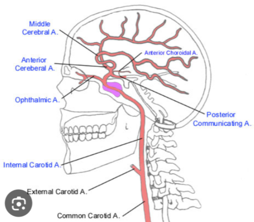 knowt flashcard image