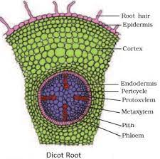 <p>(1) The outer region of cytoplasm in a eukaryotic cell, lying just under the plasma membrane, that has more gel-like consistency than the inner regions due to the presence of multiple microfilaments. </p><p>(2) In plants, ground tissue that is between the vascular tissue and dermal tissue in a root or eudicot system. </p>