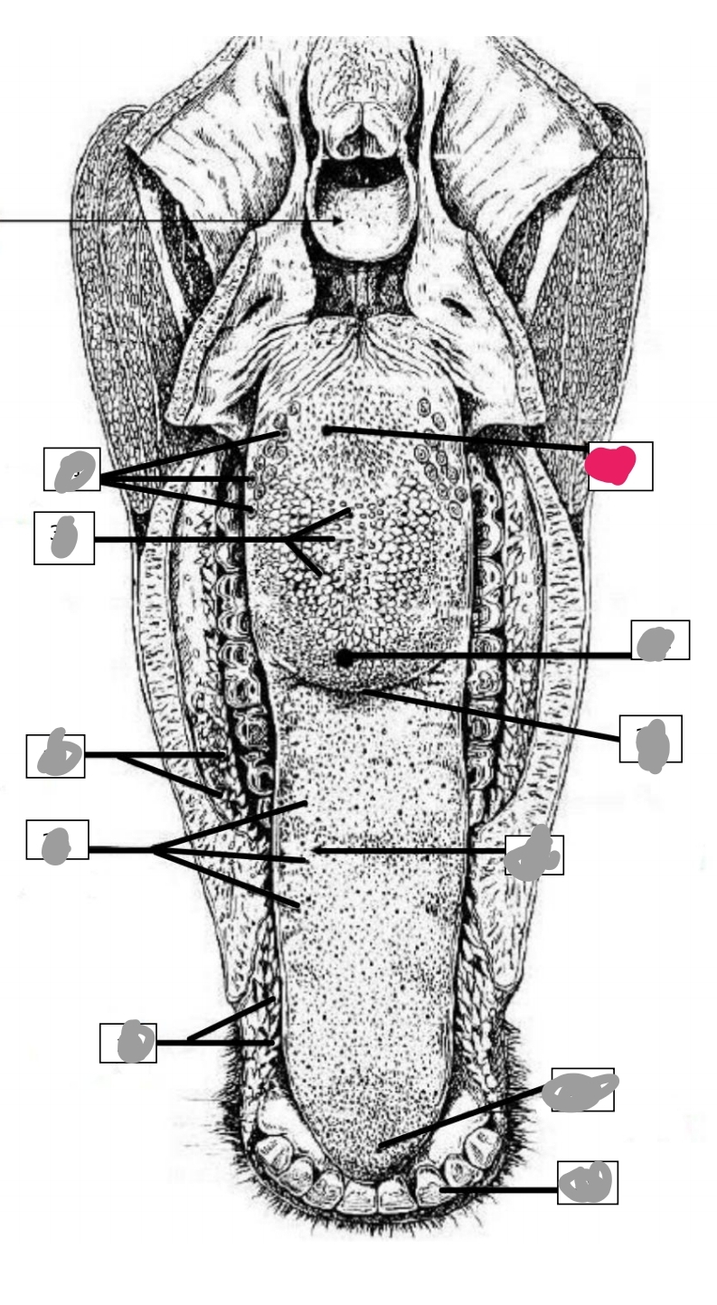 knowt flashcard image