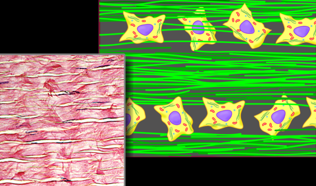 <p>Name, Distribution, Function</p>