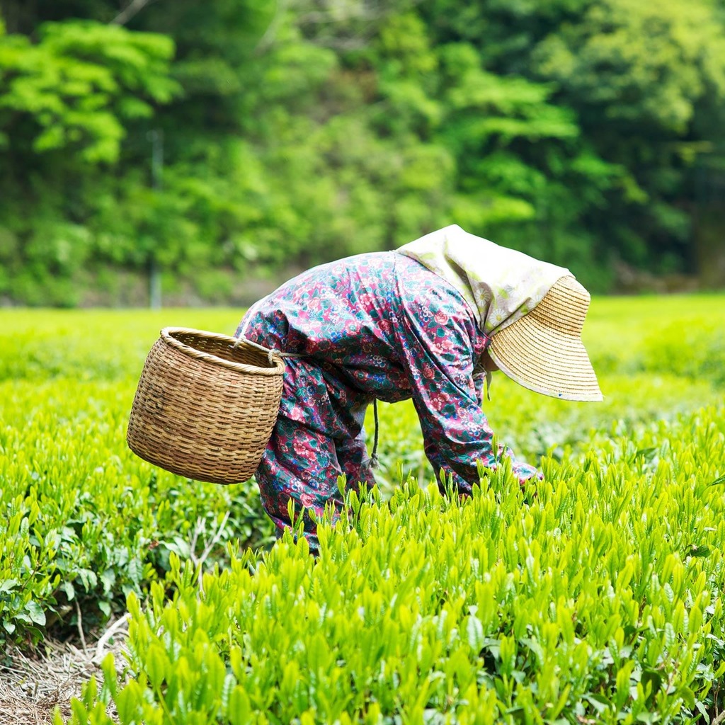 <p><span>Farming where a lot of work is done on a small piece of land to grow enough food for a family.</span></p>