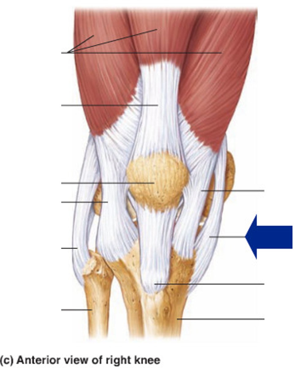 <p>Name this ligament, runs from femur to tibia</p>