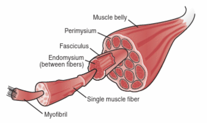 <ul><li><p>Muscles are made up of fiber bundles called <strong>fascicles</strong></p></li><li><p>have nuclei and are striated</p></li><li><p>each MF is composed of many <strong>sarcomeres</strong> (contractile unit)</p></li></ul><p></p>