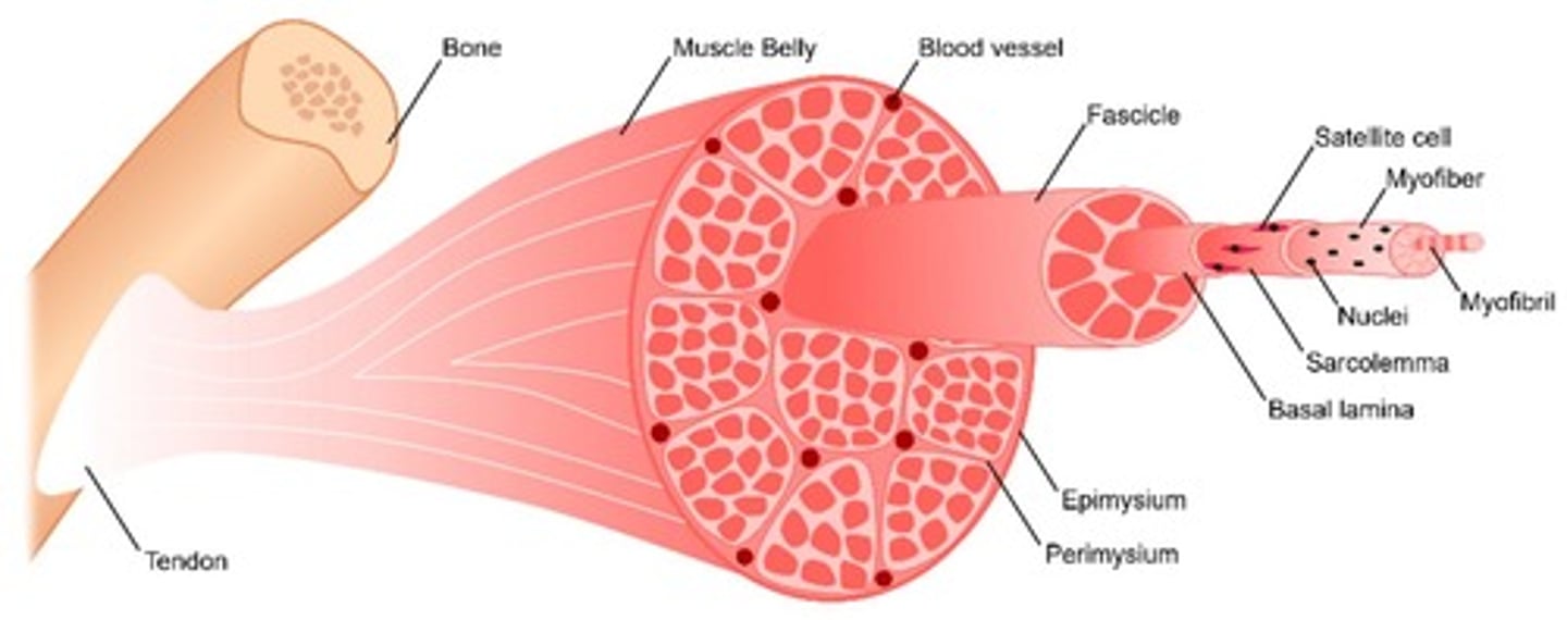 <p>basic contracting units within muscle fibers</p>