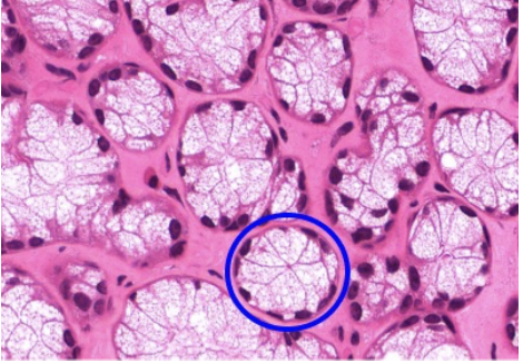<p>Glándula Sublingual</p>