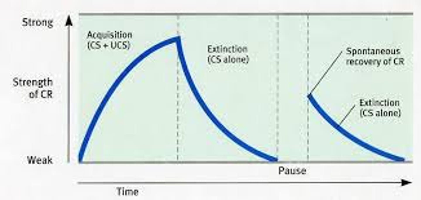 <p>the reappearance, after a pause, of an extinguished conditioned response</p>