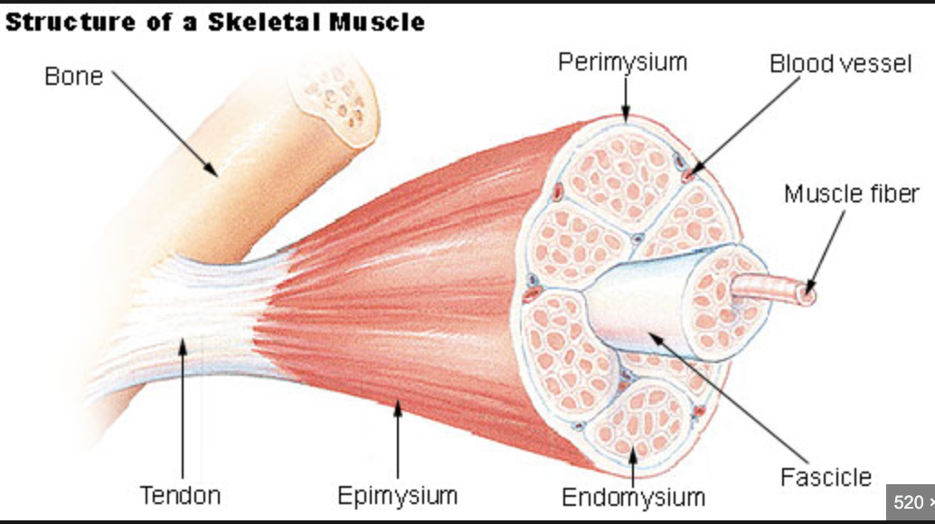 <p>connective tissue wrapping:</p><ul><li><p><strong>endomysium</strong>: protects muscle fibers</p></li><li><p><strong>perimysium</strong>: protects fassicle</p></li><li><p><strong>epimysium</strong>: protects muscle</p></li></ul>