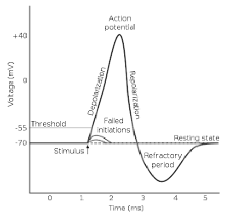 <p>resting potential is negative</p><p>if stimulus threshold is reached, sodium channels open, and Na+ ions enter the cell</p><p>at around 40 mV, K+ ions exit the cell</p><p>neuron becomes hyperpolarized (refractory period)</p><ul><li><p>very unlikely to meet stimulus threshold during this phase</p></li></ul><p></p>
