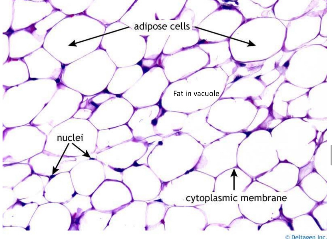 <ul><li><p>Adipocytes</p></li><li><p>Breasts</p></li></ul><p></p>