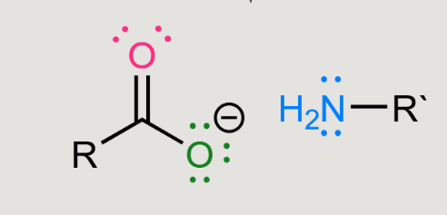 <p>Amide hydrolysis</p>