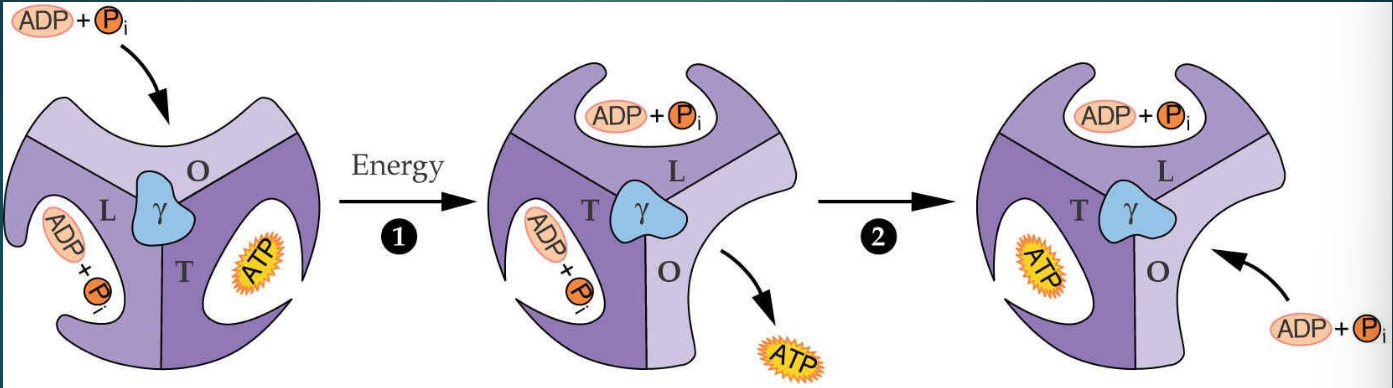 <ul><li><p>Site O (Open) - Site ouvert :</p><ul><li><p>Permet la libération de l'ATP déjà formé et l'entrée de nouveaux substrats (ADP + pi).</p></li><li><p>Faible affinité pour les ligands.</p></li></ul></li><li><p>Site L (Loose) - Site lâche :</p><ul><li><p>Capture et maintient l'ADP = Pi​ dans le site actif.</p></li><li><p>Les substrats sont liés sans être convertis en ATP.</p></li></ul></li><li><p>Site T (Tight) - Site serré :</p><ul><li><p>Conformation qui permet la formation d'ATP par condensation de l'ADP + pi</p></li></ul></li></ul><p>Le mouvement de γ est directement <strong>entraîné par le flux de protons (H⁺)</strong> qui traverse le complexe CF0, situé dans la membrane du thylakoïde.</p>