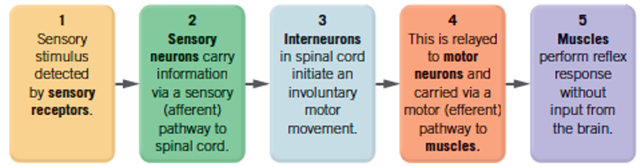 <p><span><span>It involves a series of steps that involve </span><strong><span>sensory receptors</span></strong><span>, </span><strong><span>sensory neurons </span></strong><span>(both within our peripheral nervous system), </span><strong><span>interneurons</span></strong><span> (within our CNS) as well as </span><strong><span>motor neurons </span></strong><span>and </span><strong><span>muscles</span></strong><span> (also within our peripheral nervous system).</span></span></p>